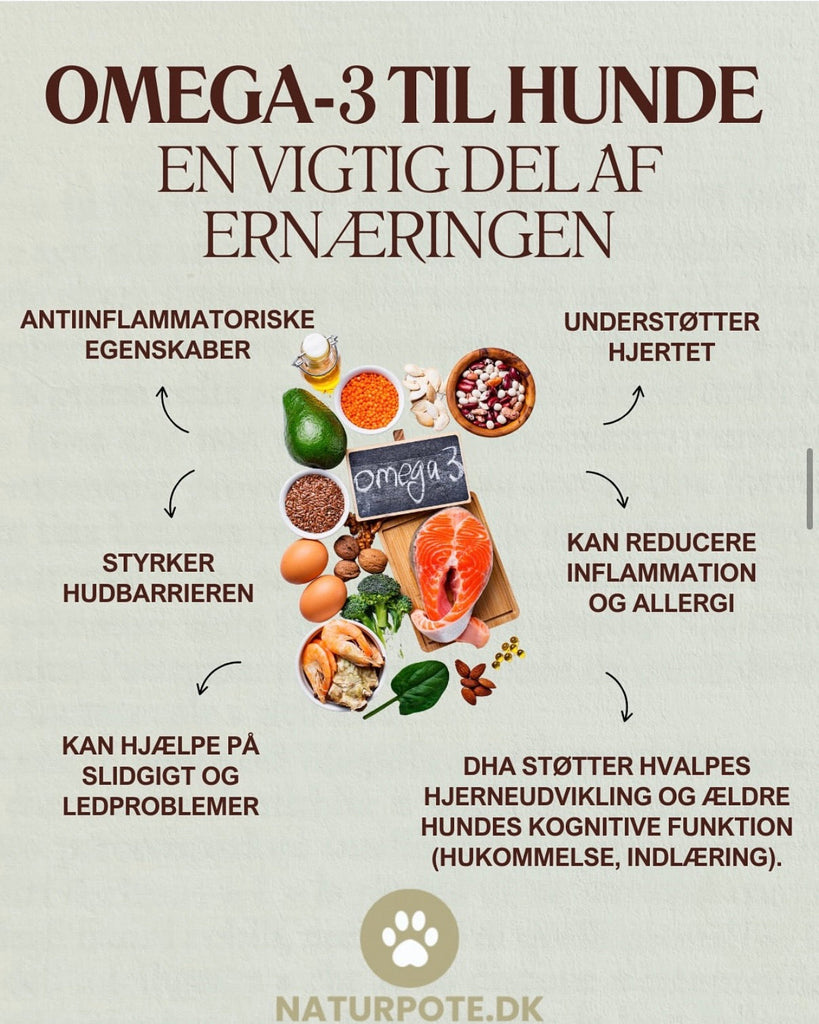 Hvorfor omega-3 er vigtigt for din hund?