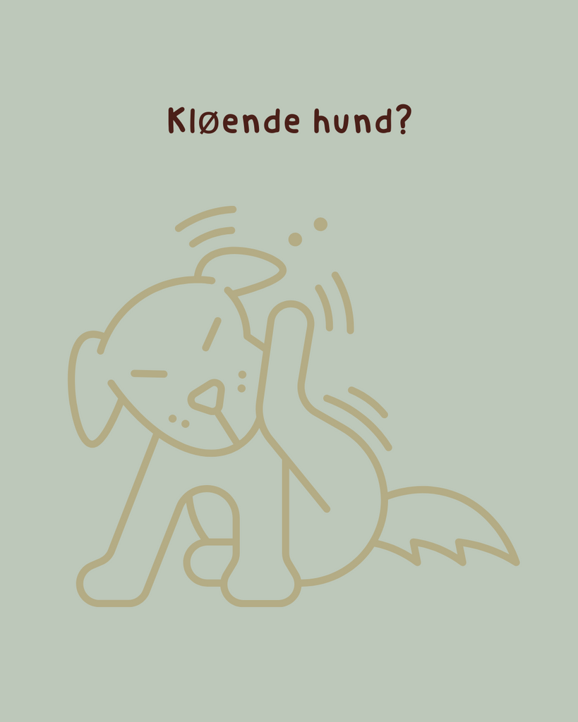 Kløe hos hunde: Et symptom på en dybere ubalance?