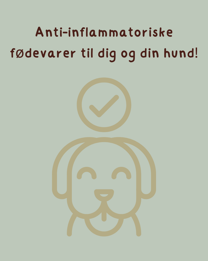 Anti-inflammatoriske fødevarer til dig og din hund!
