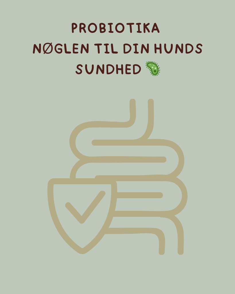 Tarmfloraens betydning for hundens sundhed